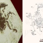 Скам'янілі рештки Brevirostruavis macrohyoideus. Фото: Sci news