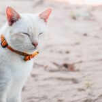 Розумний нашийник